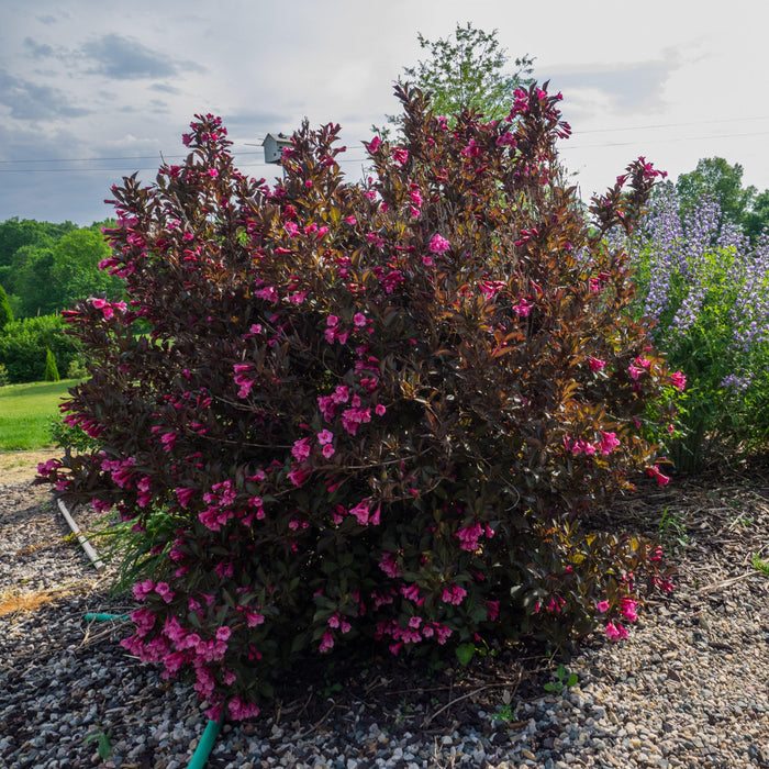 Wine & Roses® Weigela - Shipped