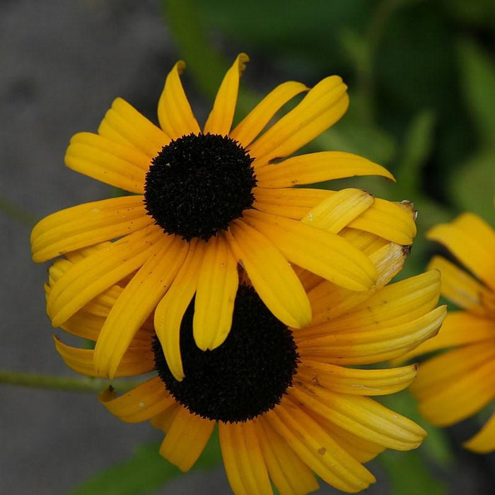Viettes Little Suzy Black-Eyed Susan - Shipped