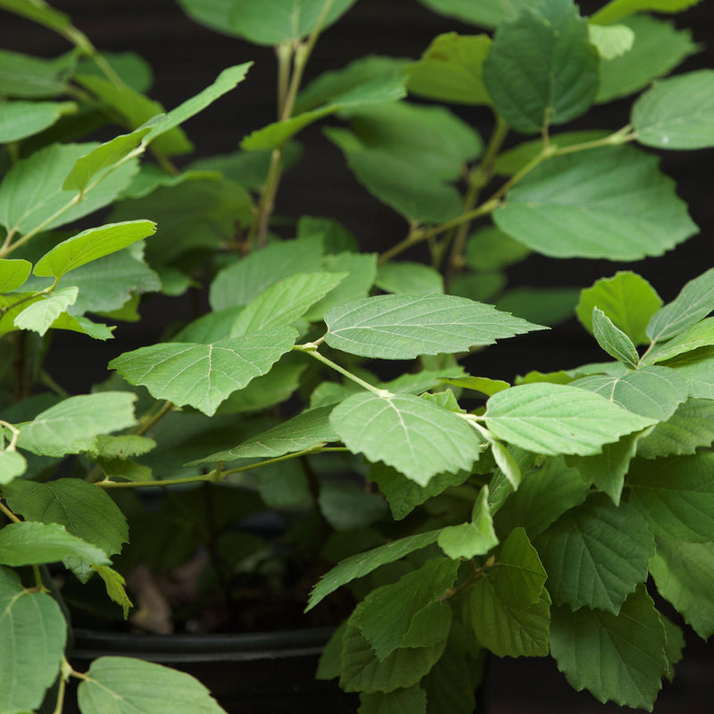 Mount Airy Fothergilla - Shipped