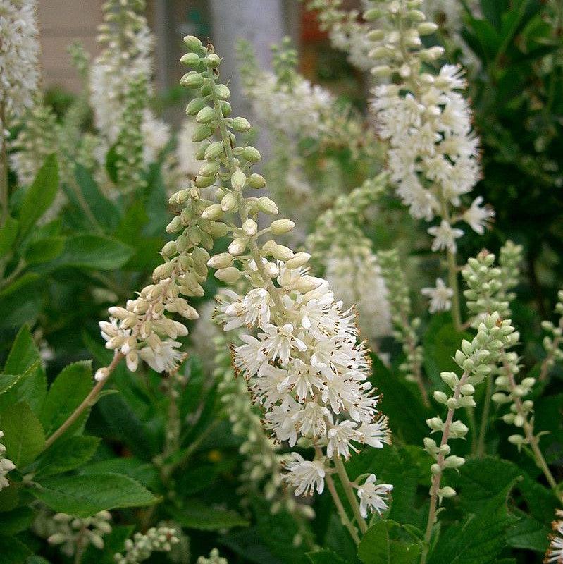 Summersweet, Sweet Pepperbush - Shipped