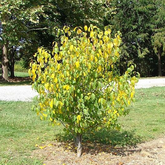 Spice Bush - Shipped