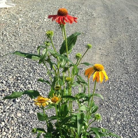 Cheyenne Spirit Echinacea, Coneflower - Shipped