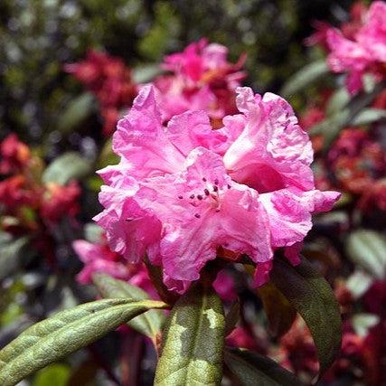 Landmark Rhododendron - Shipped