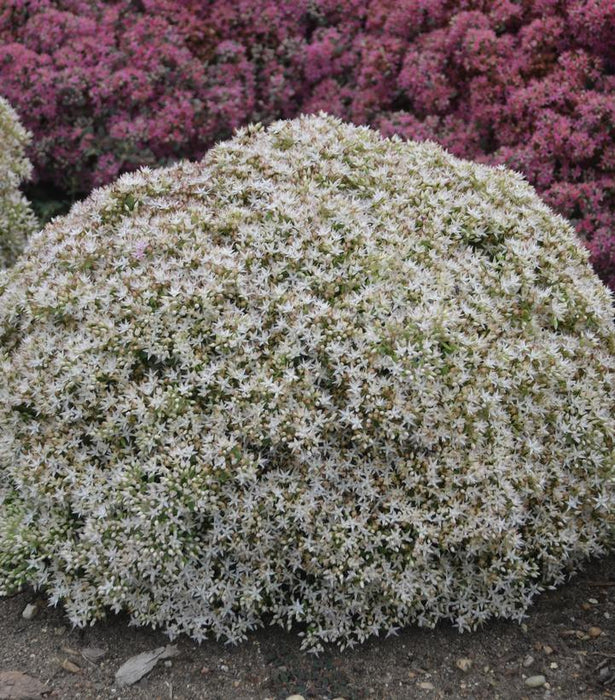 SEDUM ROCK 'N GROW `BUNDLE OF JOY` - STONECROP - In Store Pickup