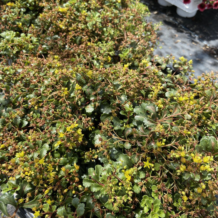 Rock 'N Low™ Yellow Brick Road Stonecrop - Shipped