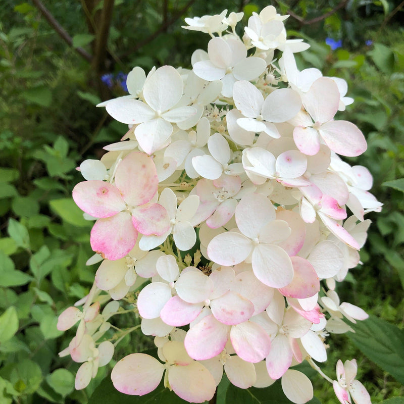 Little Quick Fire® Hydrangea - Shipped
