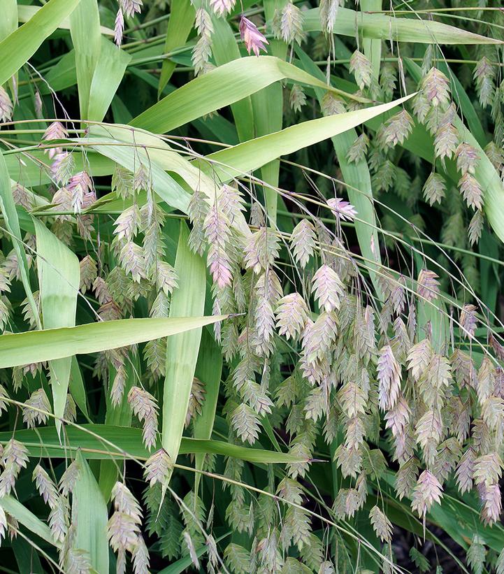 NORTHERN SEA OATS (CHASMANTHIUM LATIFOLIUM)  - In Store Pickup