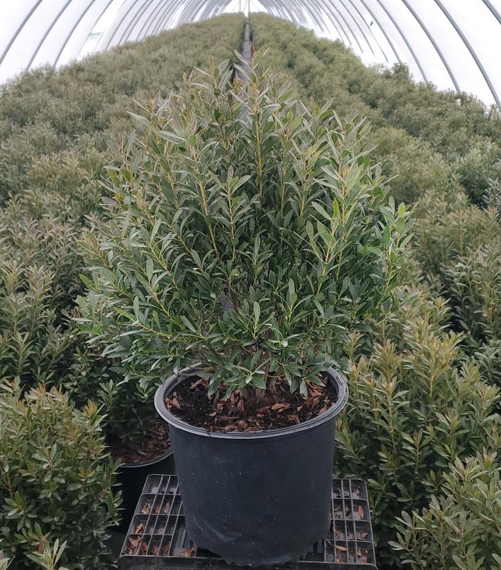SHAMROCK INKBERRY (ILEX GLABRA) `SHAMROCK` - In Store Pickup