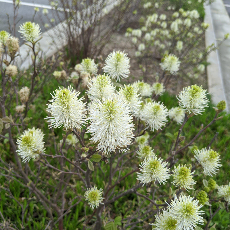 Mount Airy Fothergilla - Shipped
