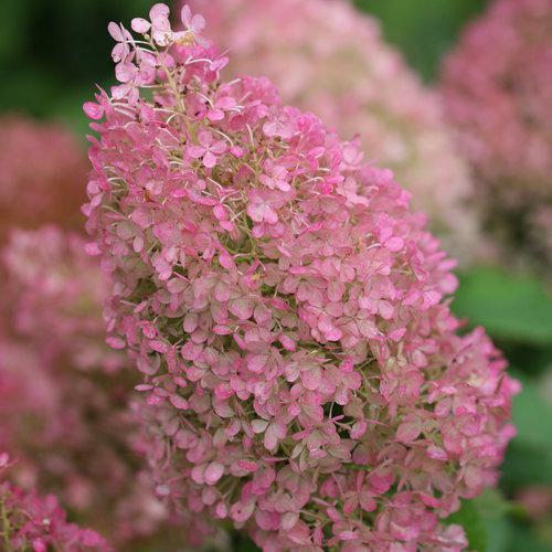 Proven Winners® Color Choice® Bobo® Hydrangea - Shipped