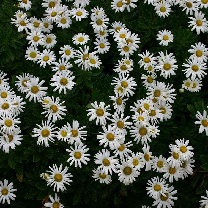 Nippon Daisy - Shipped