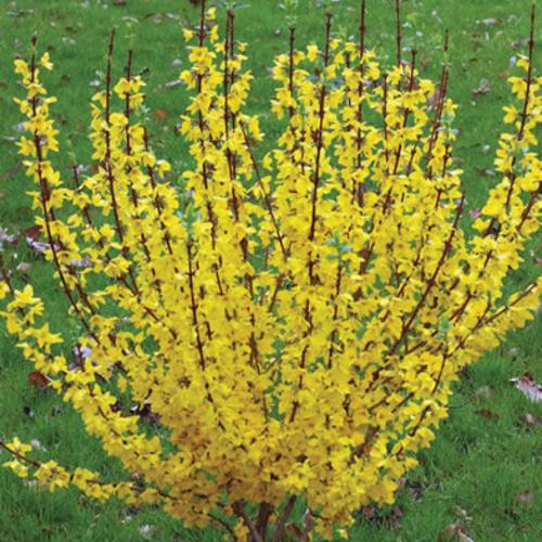 Show Off® Forsythia - Shipped