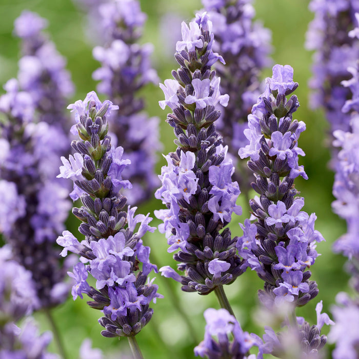 Sensational!® Lavender - Shipped