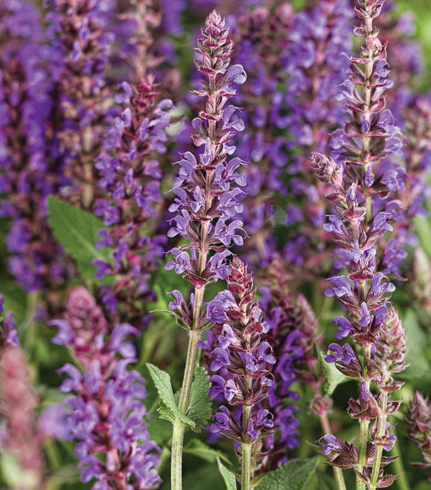 SALVIA COLOR SPIRES® `VIOLET RIOT` - MEADOW SAGE - In Store Pickup