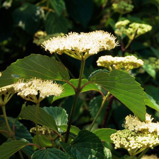Blue Blaze™ Viburnum - Shipped