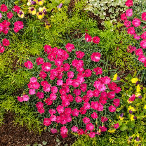 Paint the Town Magenta Dianthus - Shipped