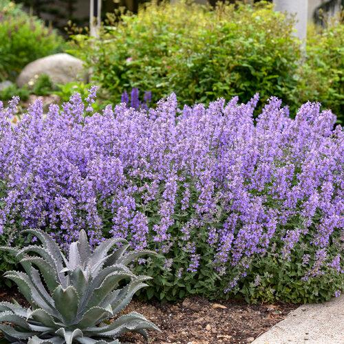 Cat's Meow Catmint - Shipped
