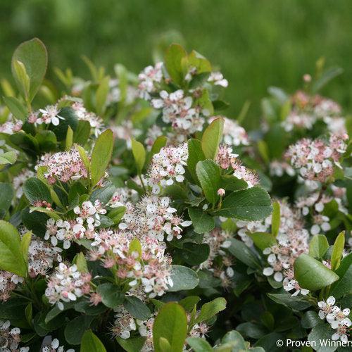 PW® Low Scape Mound® Aronia - Shipped