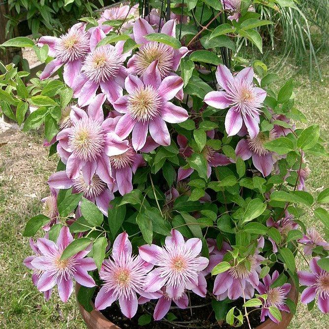 Josephine™ Clematis - Shipped