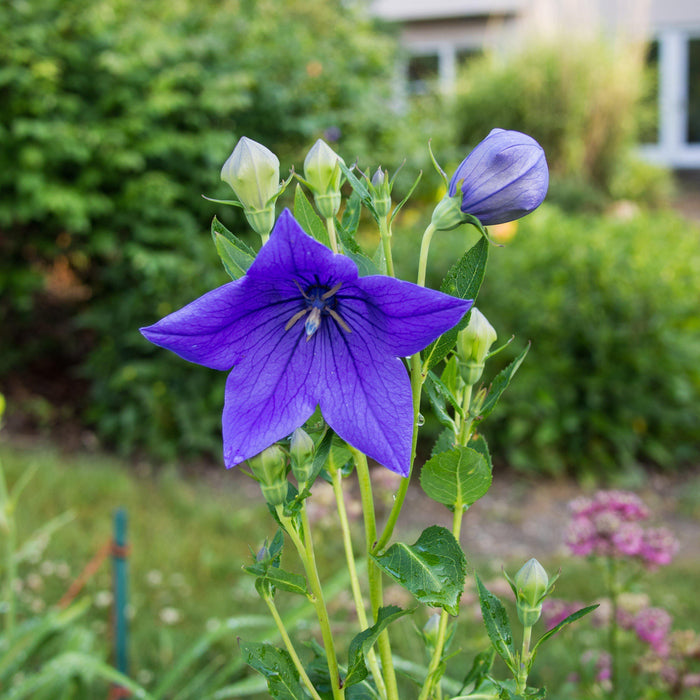 Sentimental Blue Balloon Flower - Shipped