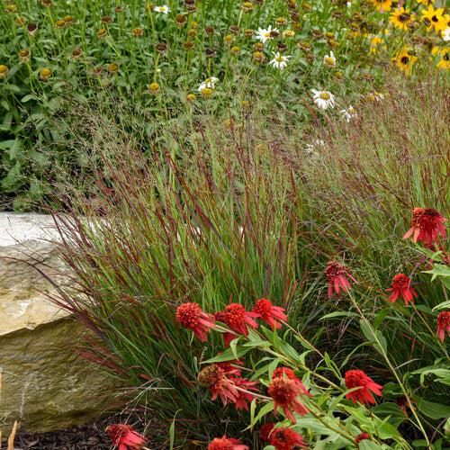 Prairie Winds® Cheyenne Sky Switch Grass - Shipped
