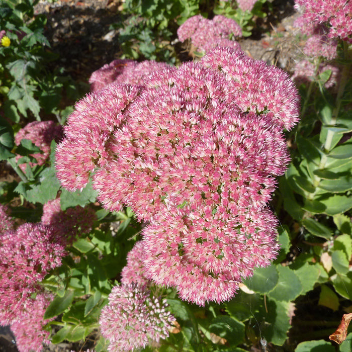 Autumn Joy Stonecrop - Shipped