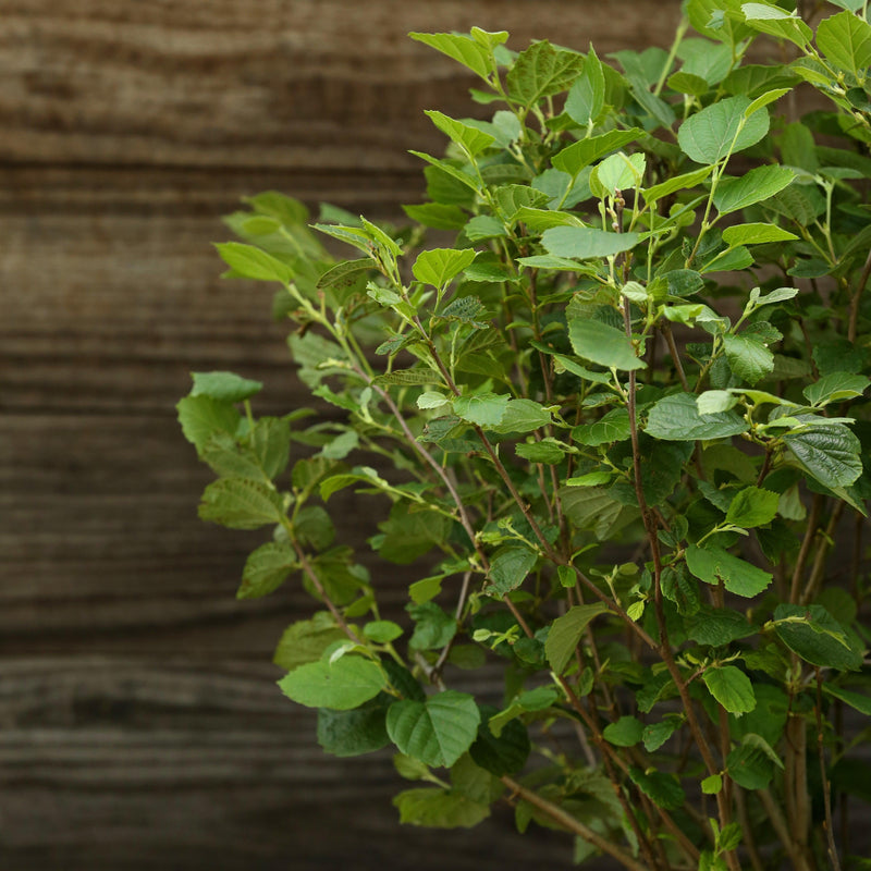 Mount Airy Fothergilla - Shipped