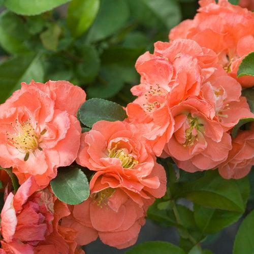 PW® Double Take™ Peach Flowering Quince - Shipped