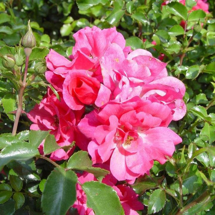 Flower Carpet® Pink Rose - Shipped