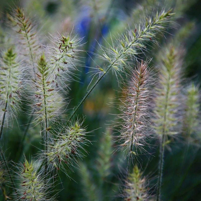 Little Bunny Fountain Grass - Shipped