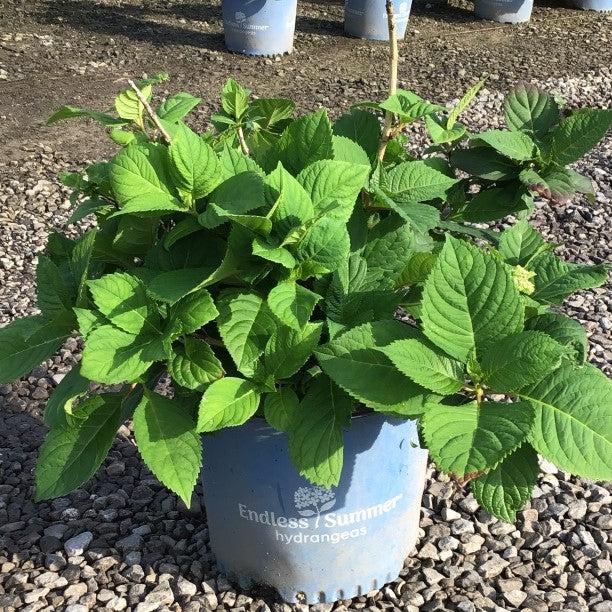 Endless Summer® Twist N Shout™ Hydrangea - Shipped