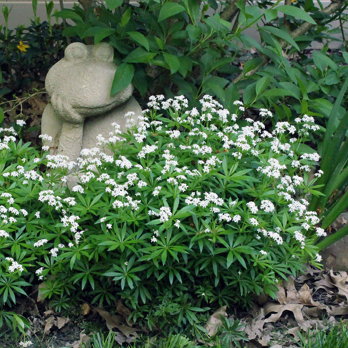 Sweet Woodruff - Shipped