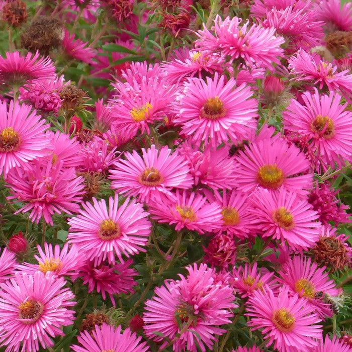 Vibrant Dome New England Aster - Shipped