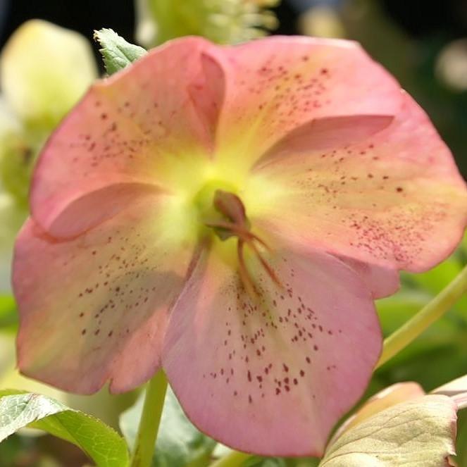 Royal Heritage™ Strain Lenten Rose - Shipped