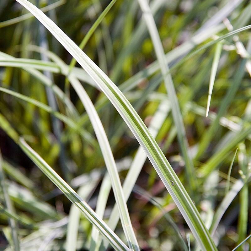 Silver Septre Sedge - Shipped