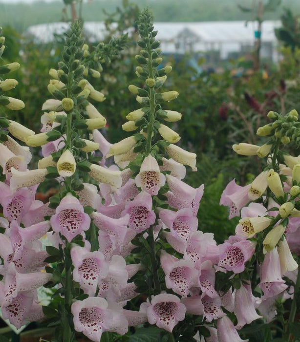 FOXGLOVE (DIGITALIS PURPUREA) 'CAMELOT LAVENDER' - In Store Pickup