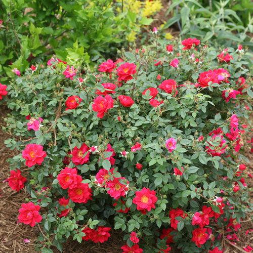 Oso Easy® Urban Legend® Rose - Shipped