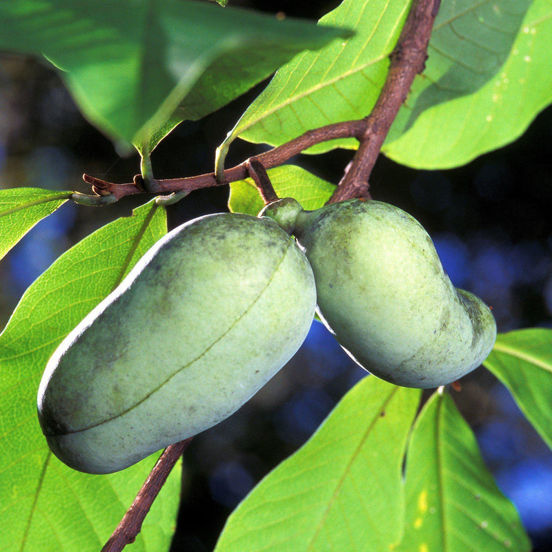 Common Pawpaw, Tall Pawpaw - Shipped