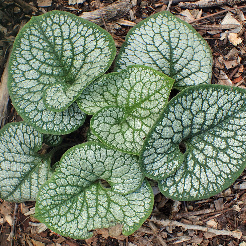 Sea Heart Siberian Bugloss - Shipped