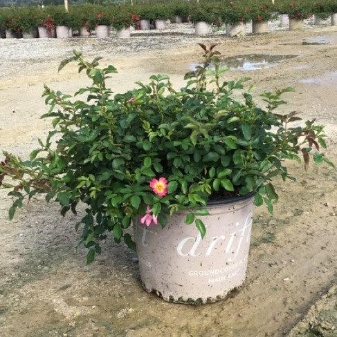 Pink Drift® Rose - Shipped
