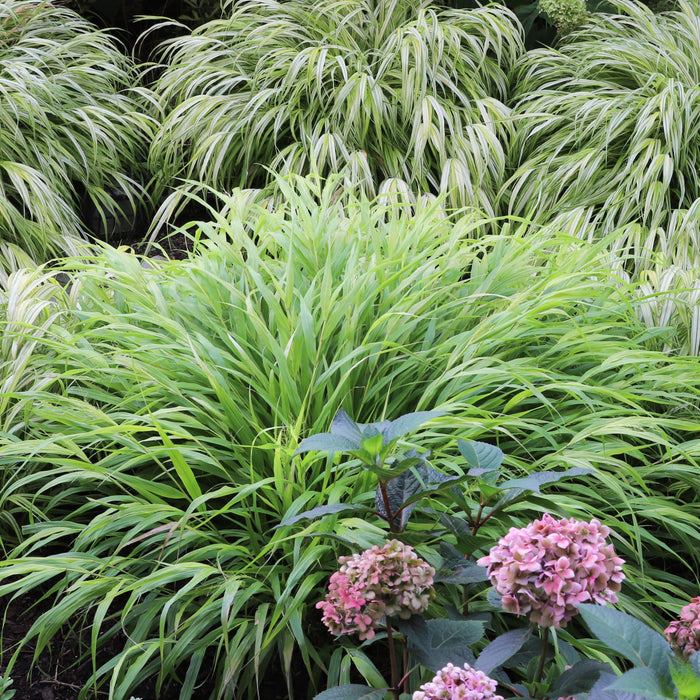 Japanese Forest Grass, Hakone Grass - Shipped