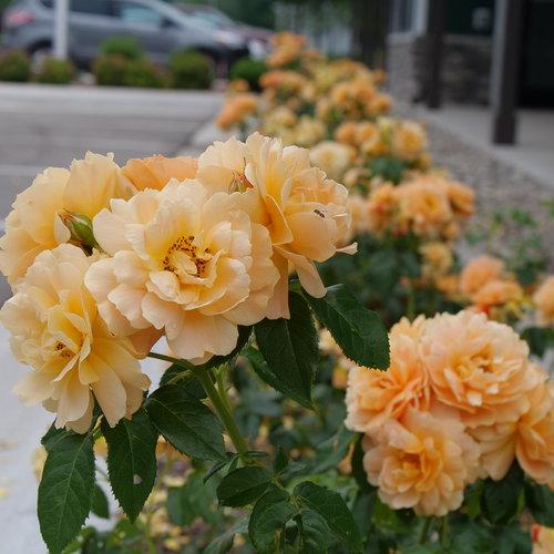 Proven Winners® Color Choice® At Last® Rose - Shipped