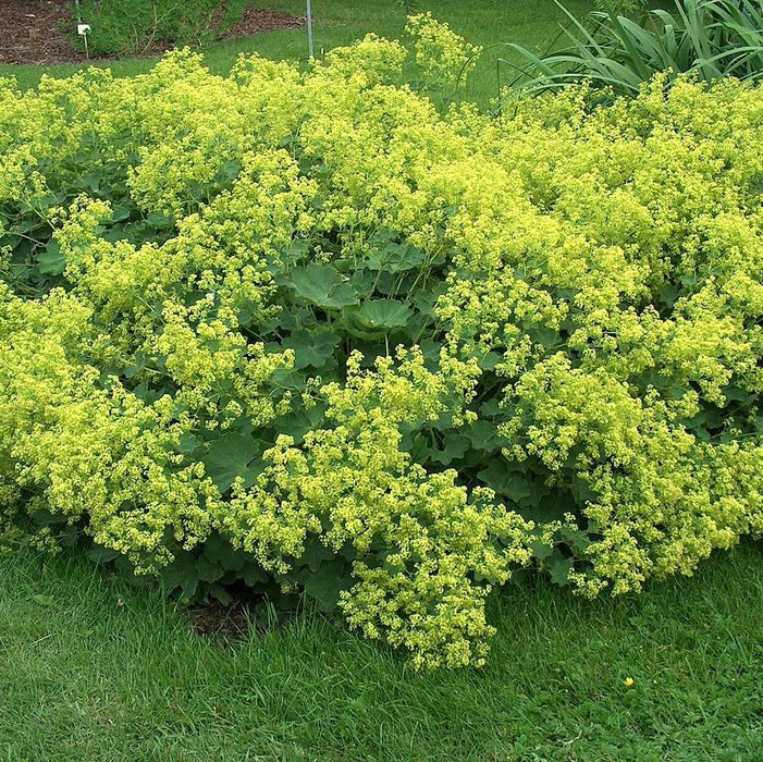 Lady's Mantle - Shipped
