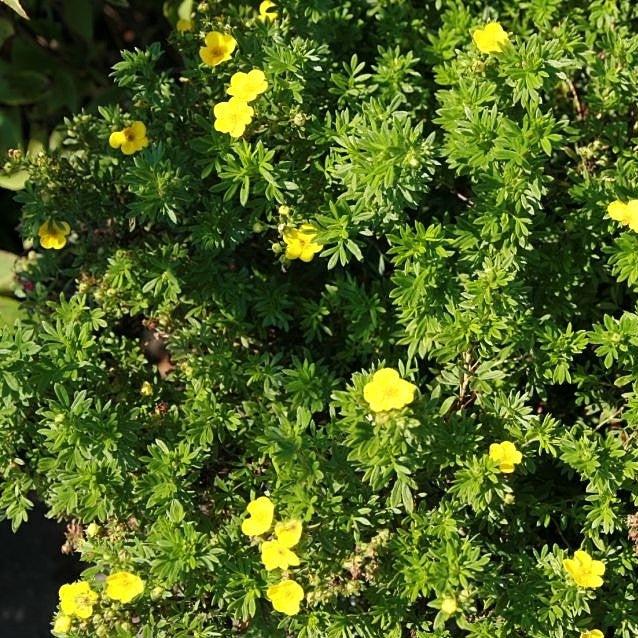 Goldfinger Potentilla - Shipped