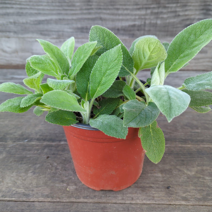 Giant Lamb's Ear - Shipped