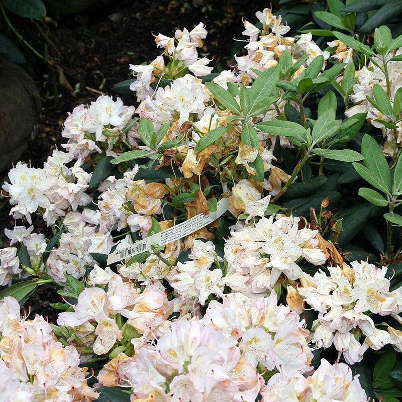 White Catawba Rhododendron - Shipped