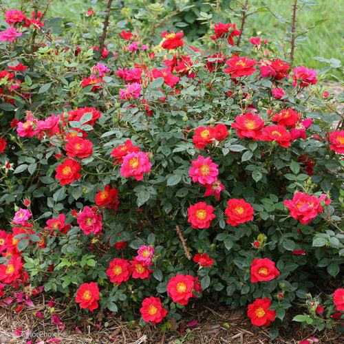 Oso Easy® Urban Legend® Rose - Shipped