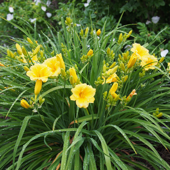 Stella de Oro Daylily - Shipped