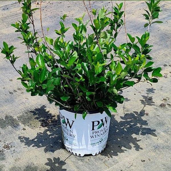 PW® Low Scape Mound® Aronia - Shipped