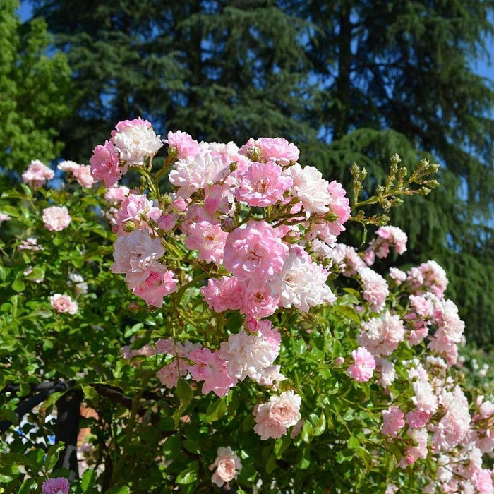 The Fairy Rose - Shipped